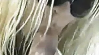 Namų šeimininkė žaidžia su sodininko gaidys.