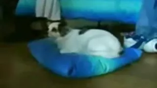 Akiniuotas kuklus tekėjo po Coone.